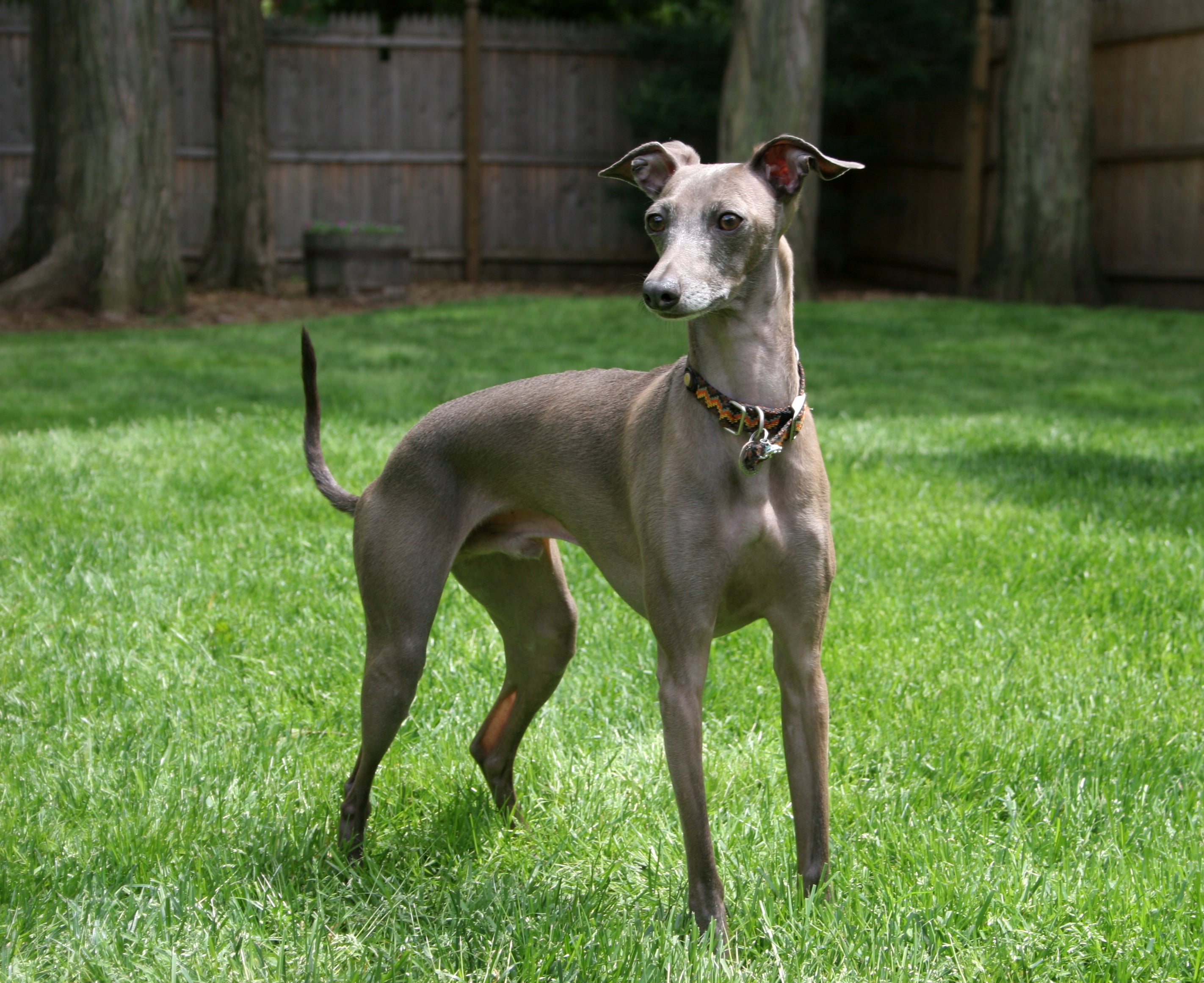 greyhound dog kennel