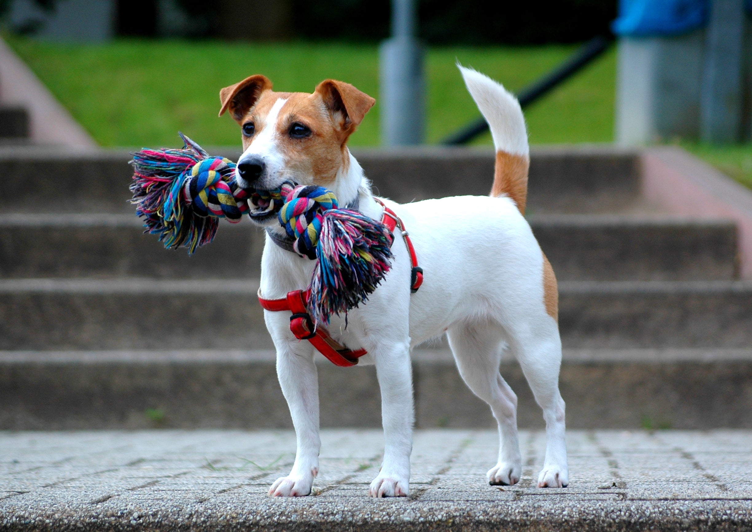 terugtrekken licht Lil Jack Russel Terrier– Fun Facts and Crate Size – Pet Crates Direct