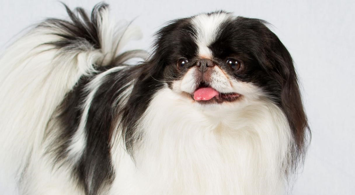 japanese chin dogs 101