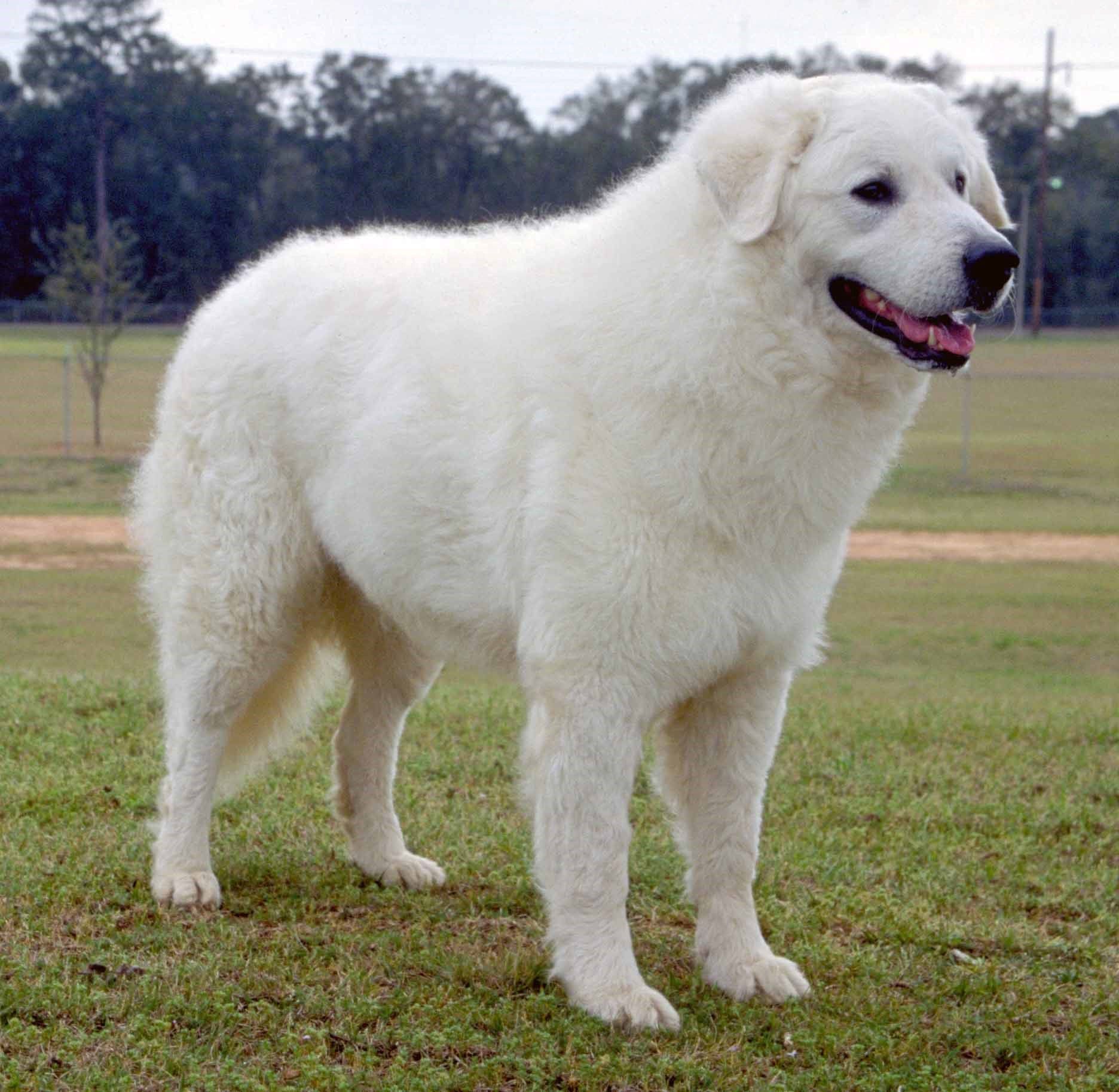 the kuvasz