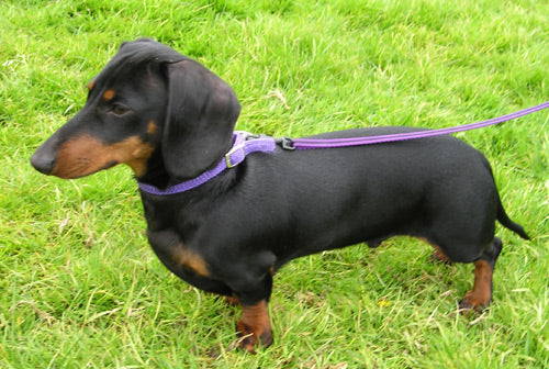 small sausage dog