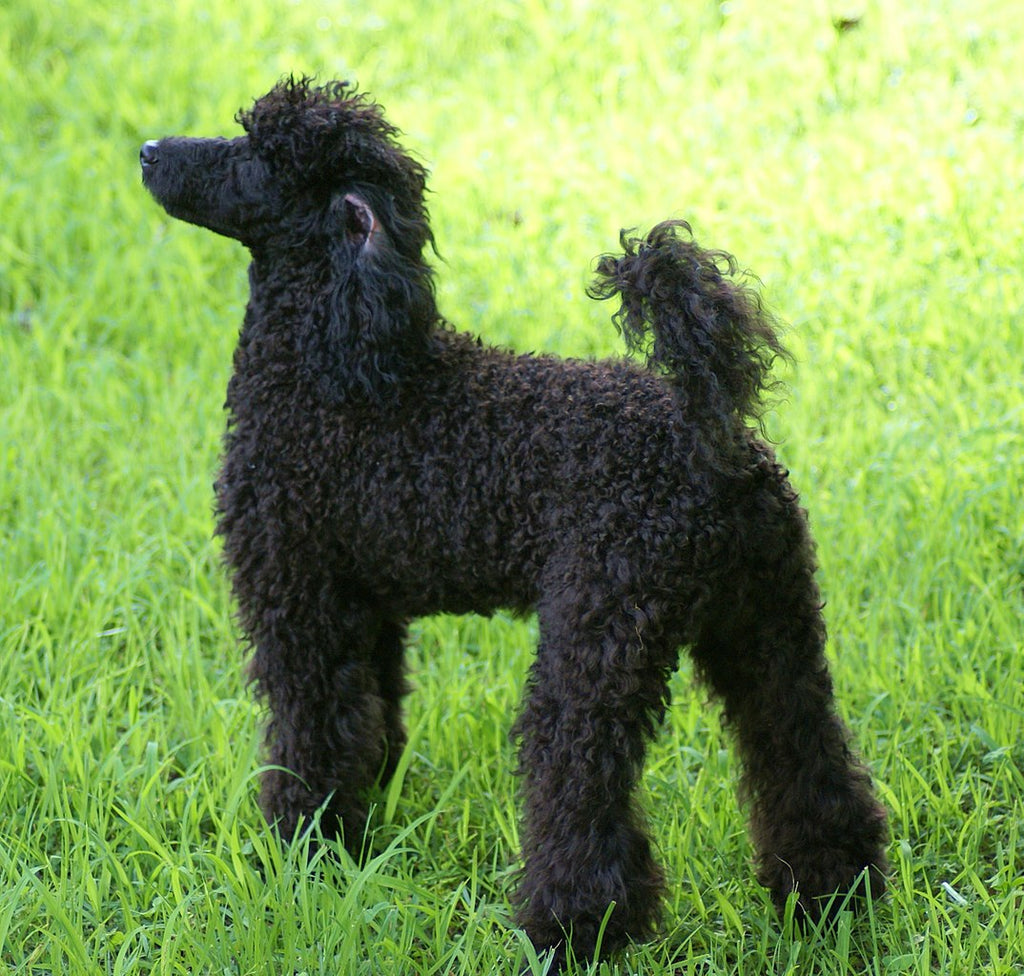 Miniature Poodle - Fun Facts and Crate 