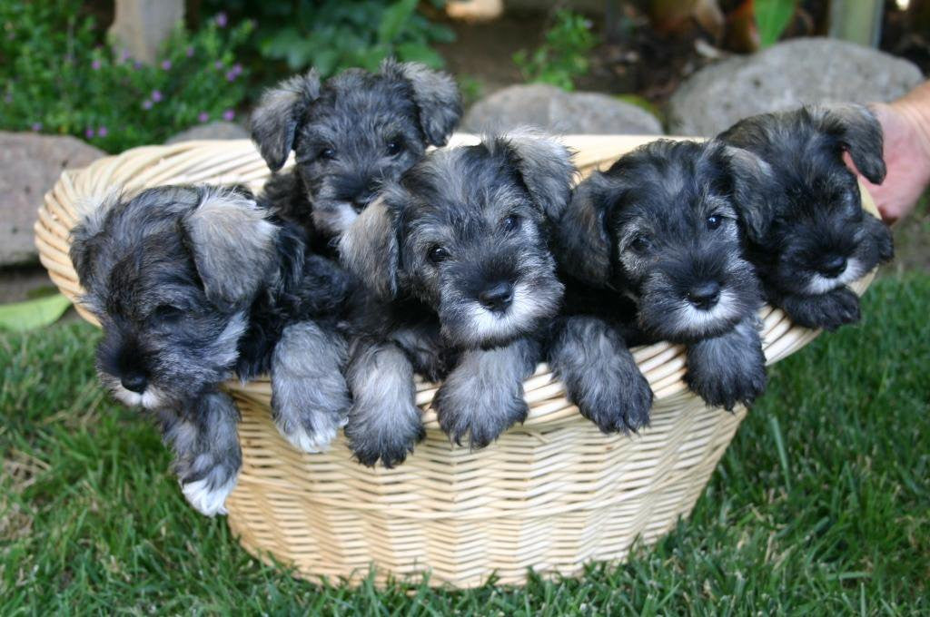 10 week old miniature schnauzer