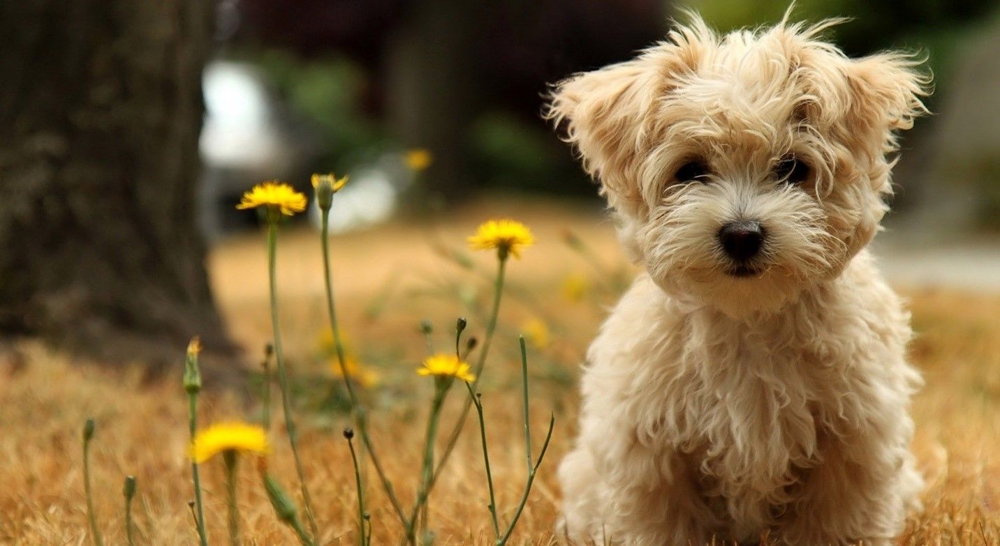 a morkie dog