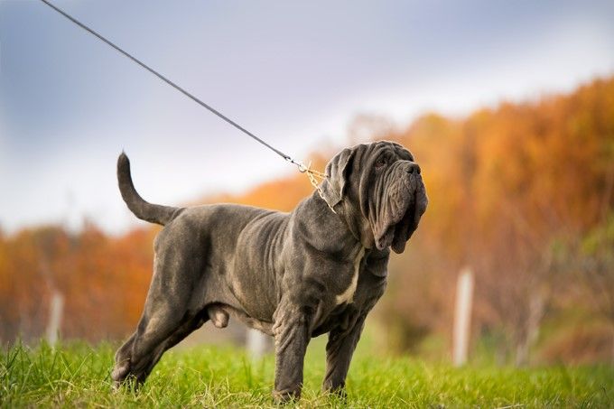 dog crate for mastiff