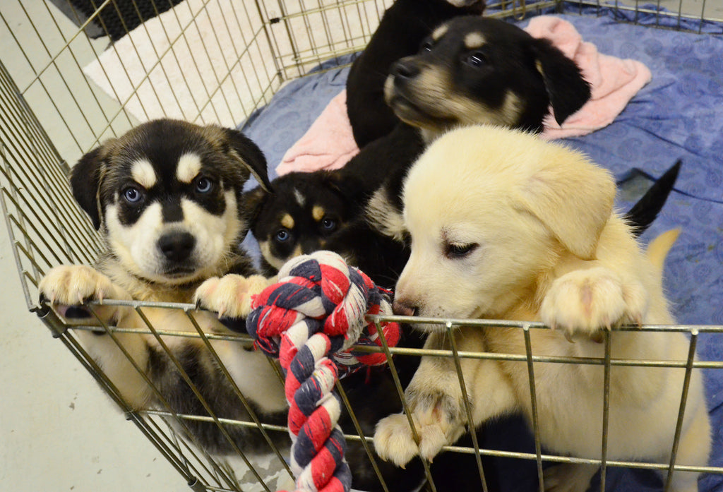 puppy escaping pen