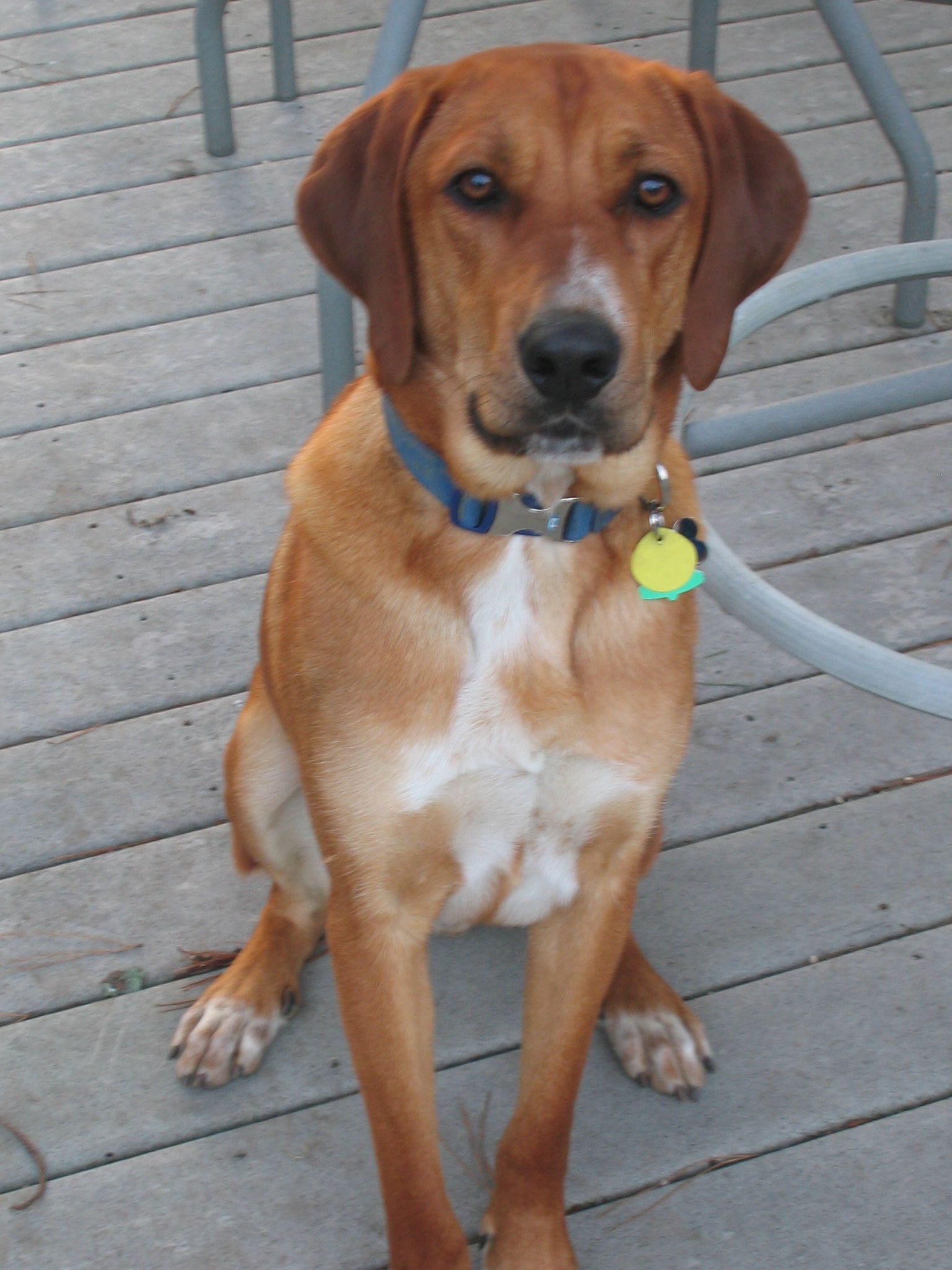 red hound coon dog