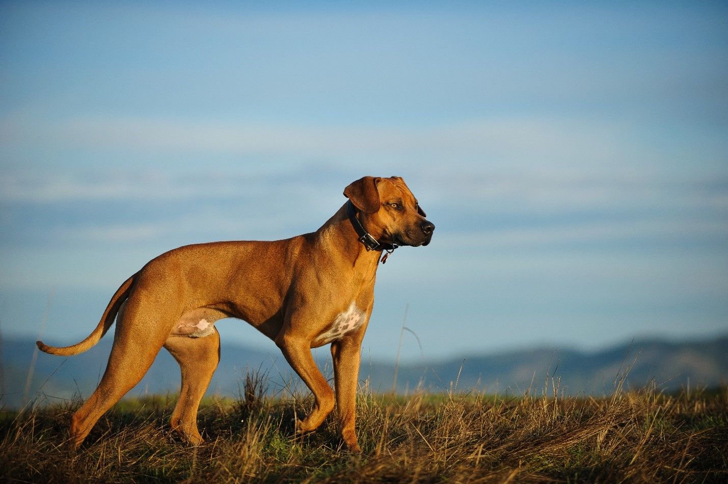 big rhodesian ridgeback