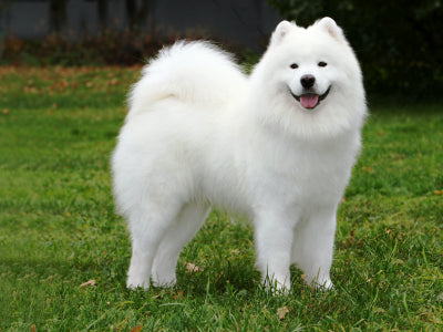 samoyed_fun-facts-and-crate-size.jpg?v=1