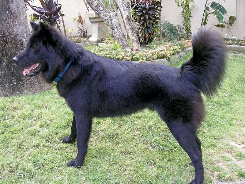 schipperke dachshund mix