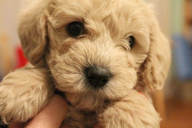 teddy bear schnoodle puppies