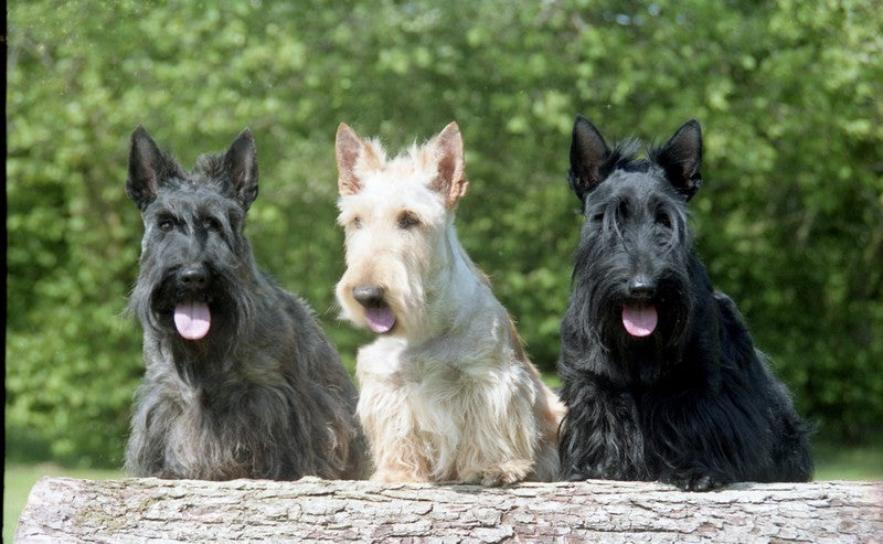 is the scottish terrier considered aggressive