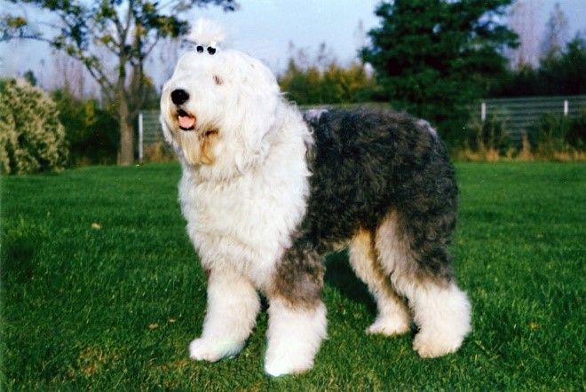 sheepadoodle dog