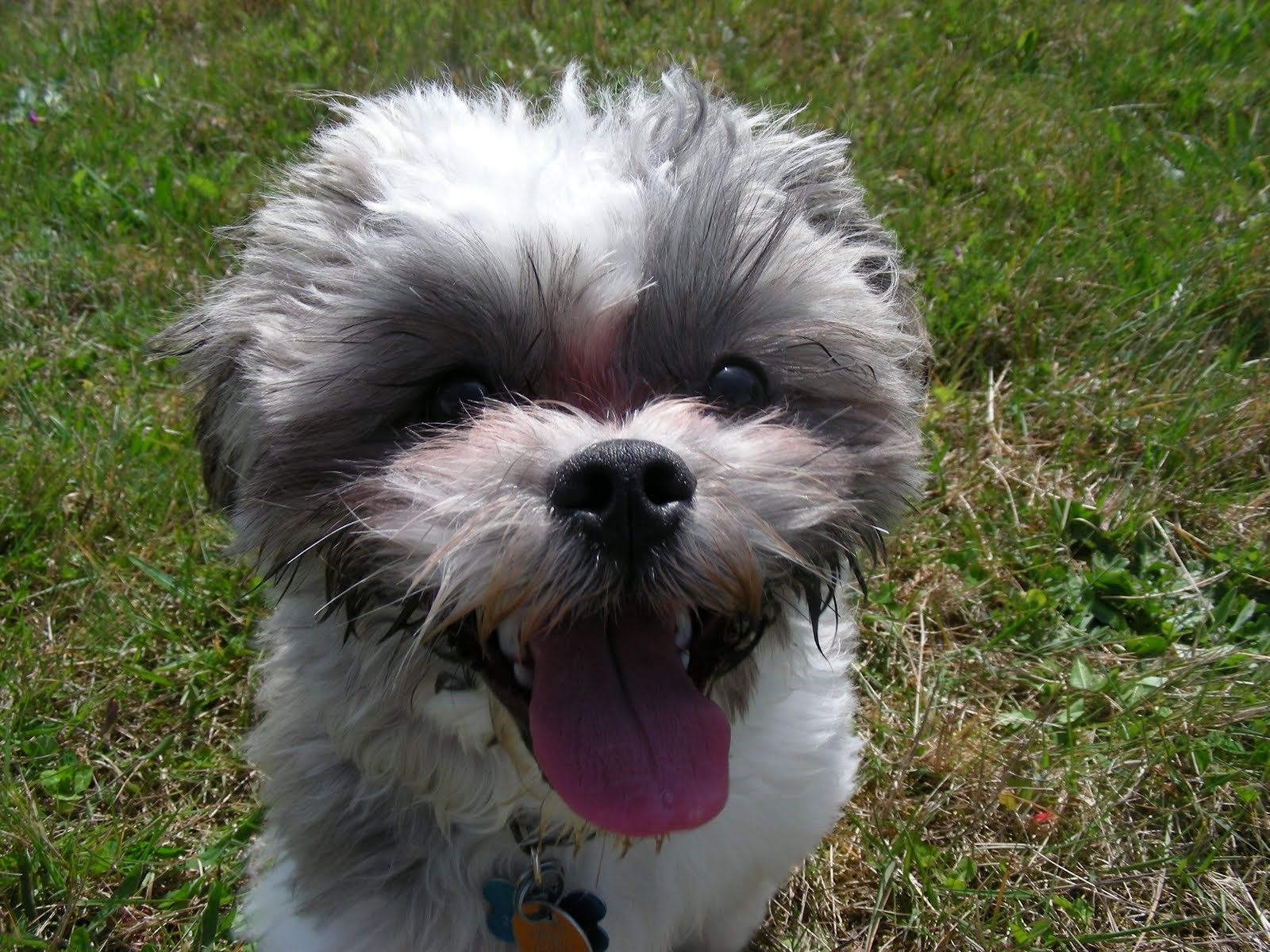 shichon teddy bear dog