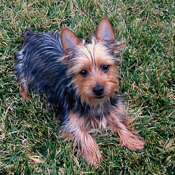 silkie dog