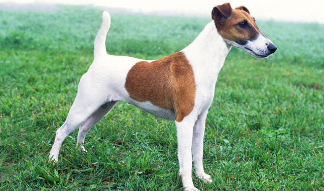 smooth fox terrier