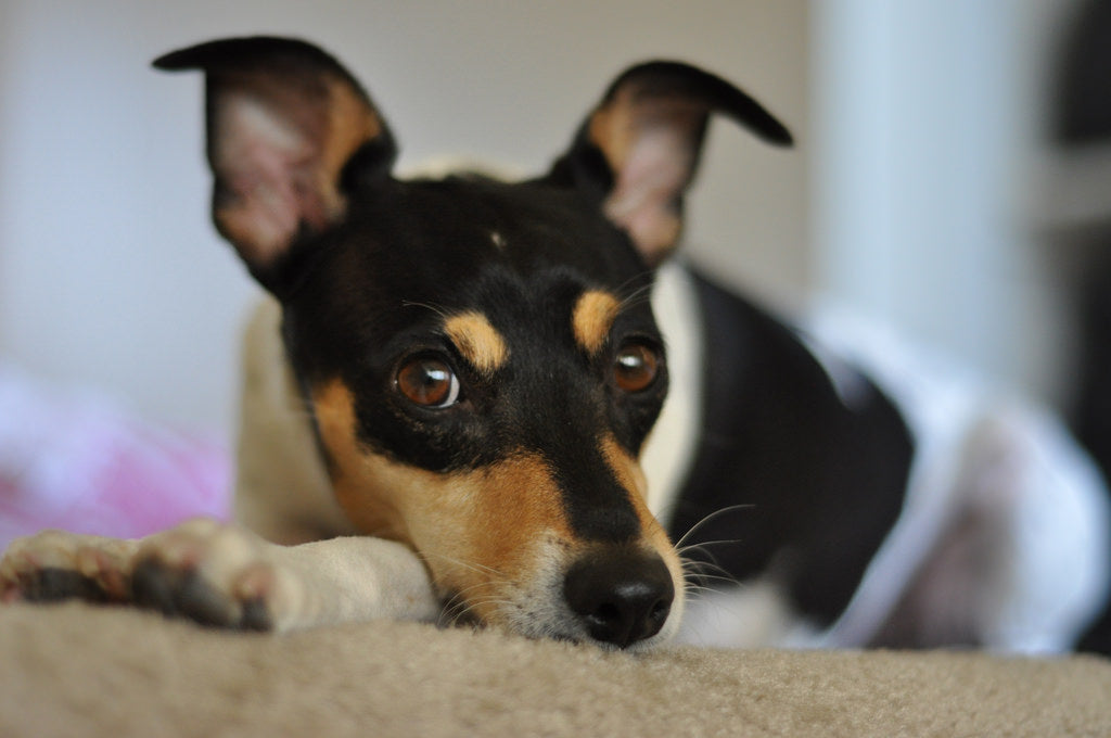 tiny fox terrier