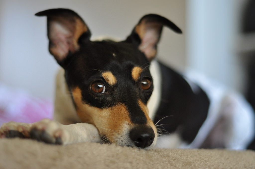 are toy fox terrier good with kids