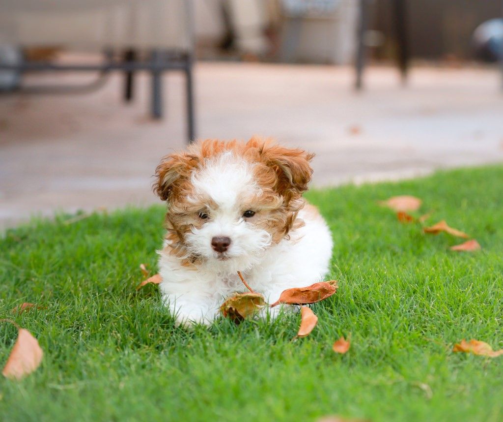 puppy in a cage toy