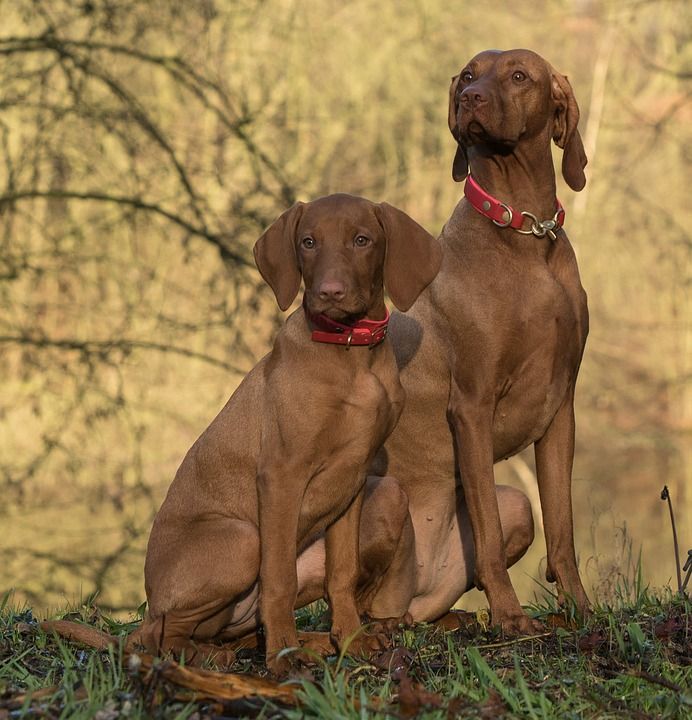 miniature vizsla dog