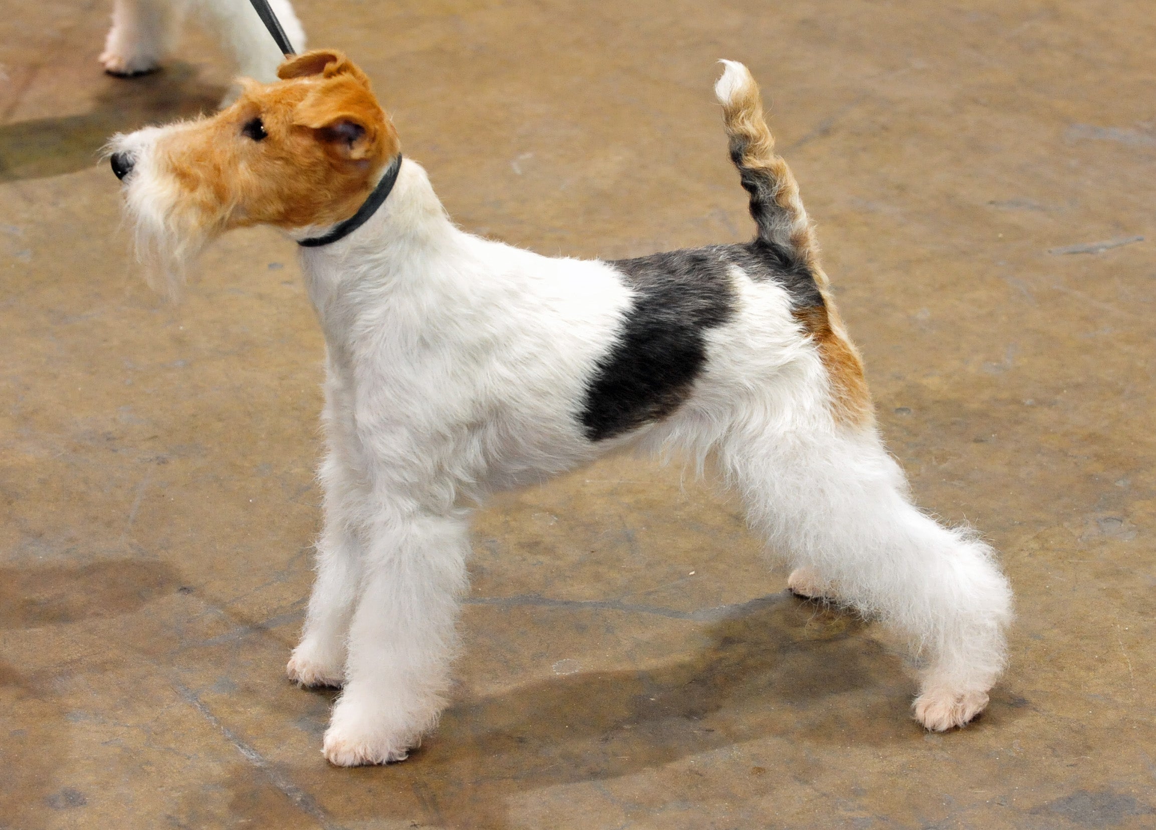 large wire haired terrier