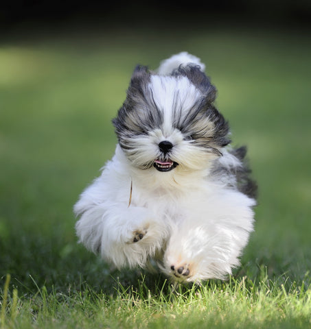 shih poo kennel