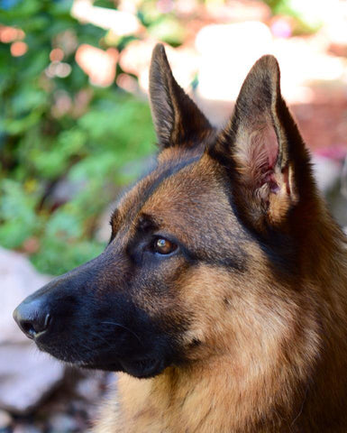 large german shepherd dog