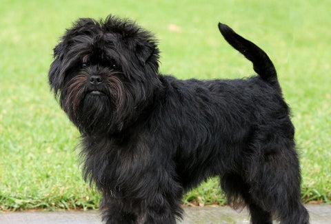 Affenpinscher - Fun Facts and Crate Size