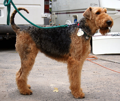 Airedale Terrier dog crate size