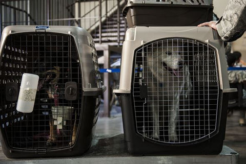 pet travel crate airline approved