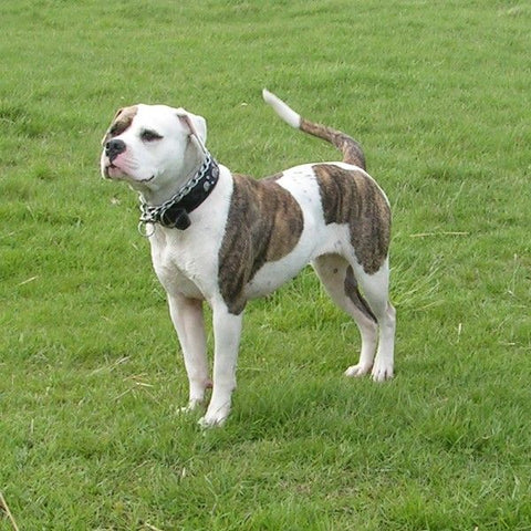 giant american bulldog