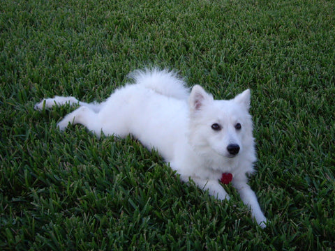 American Eskimo Dog - Fun Facts and Crate Size