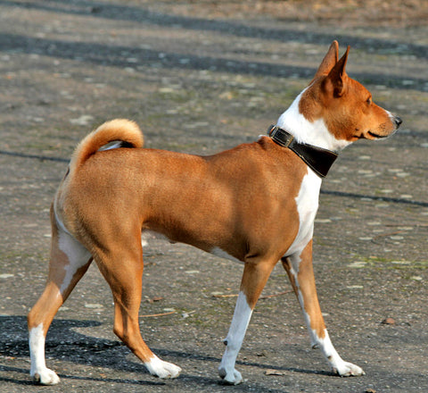 Basenji - Fun Facts and Crate Size