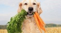 Benefits of Organic Dog Food Products