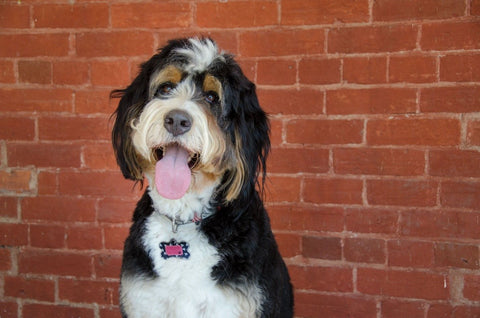 Bernedoodle - Fun Facts and Crate Size