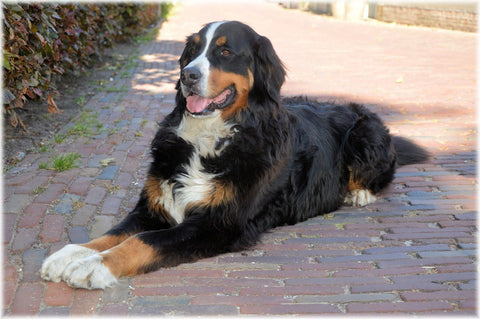 Bernese Mountain Dog - Fun Facts and Crate Size