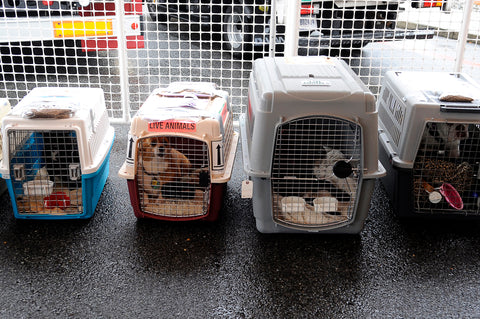 dog crates for flying