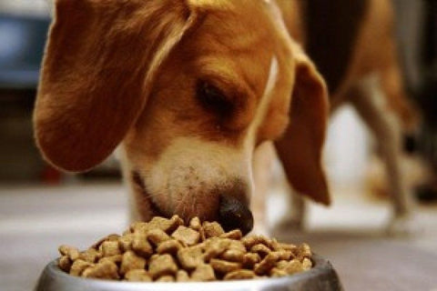 24 Best Dry Dog Food