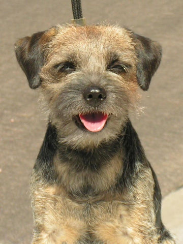 large border terrier