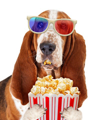 Can my dog eat popcorn?