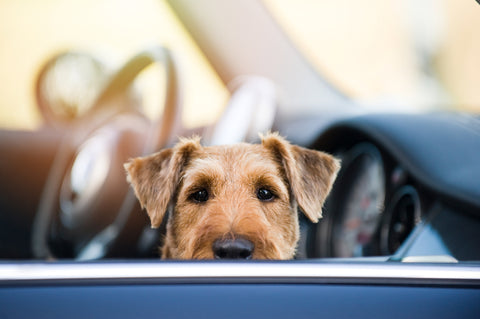 Car anxiety in dogs