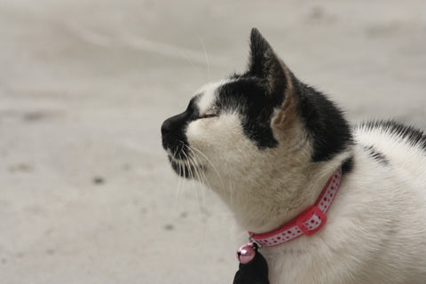 Cat collar