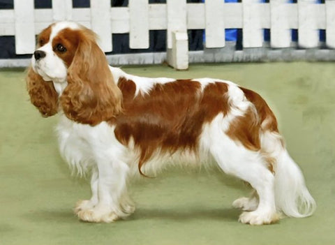 Cavalier King Charles Spaniel - Fun Facts and Crate Size