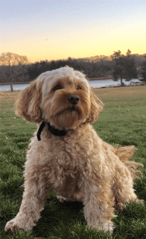 average size of cavapoo