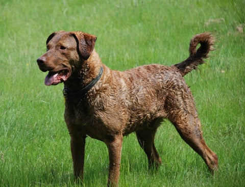 Chesapeake Bay Retriever dog crate size