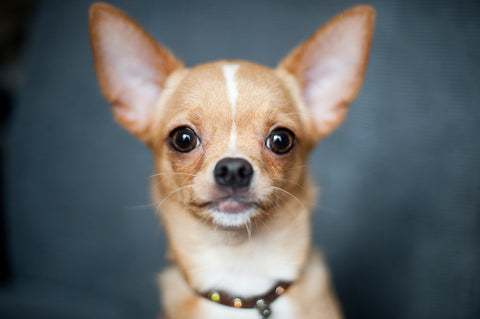 Chihuahua - Fun Facts and Crate Size