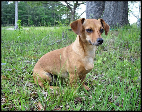 Chiweenie dog crate size