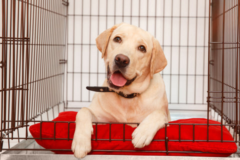 Cleaning Dog Crates