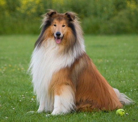 large collie breeds