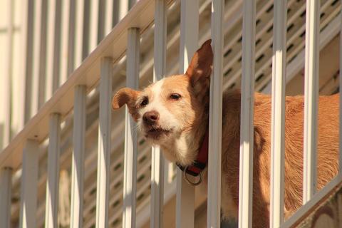 Dog Barriers